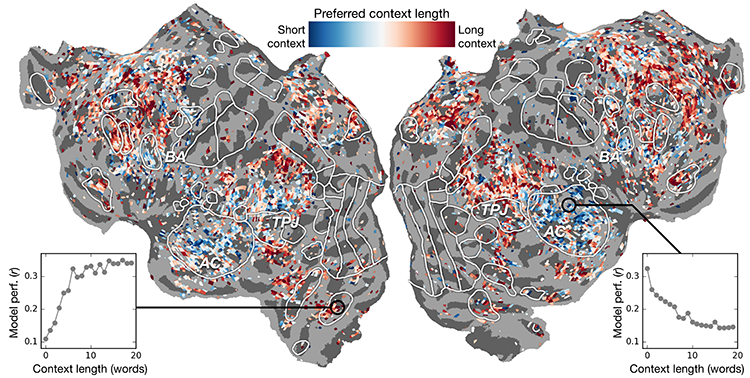 Context length preference across cortex. An index of context length preference is computed for each voxel in one subject and projected onto that subject's cortical surface. Voxels shown in blue are best modeled using short context, while red voxels are best modeled with long context.