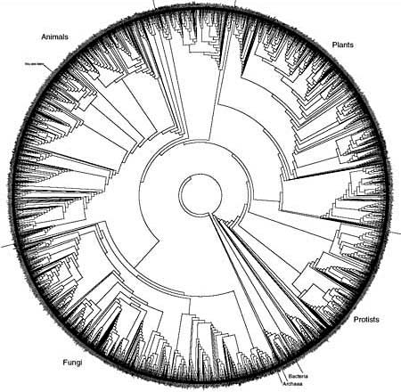 This phylogenetic tree, created by David Hillis, Derreck Zwickil and Robin Gutell, depicts the evolutionary relationships of about 3,000 species throughout the Tree of Life. Less than 1 percent of known species are depicted.