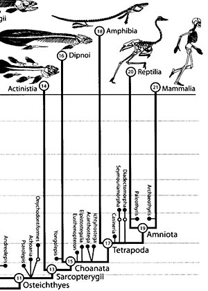A detail from a phylogeny of the chordate group of organisms, which includes all vertebrate animals. View complete phylogeny (across geological time) of the chordate group (opens in a new window).