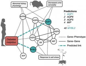 A gene-phenotype network for diabetes. Phenotypes from mice, plants and humans are connected to a shared network of genes.The network was featured in research published in May in the online journal PLOS ONE.