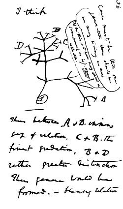 Charles Darwin’s first diagram of an evolutionary tree from his “First Notebook on Transmutation of Species” (1837) is on view at the American Museum of Natural History in New York City. 